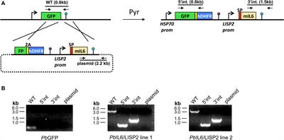 Plasmodium-encoded murine IL-6 impairs liver stage infection and elicits long-lasting sterilizing immunity